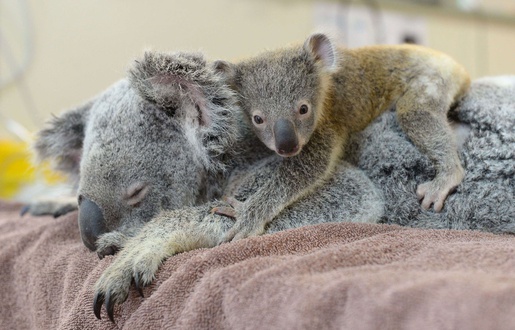 maman koala porte bébé