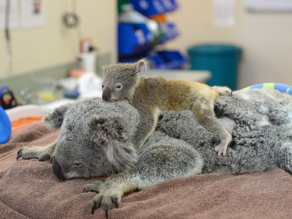 porte bébé mama koala