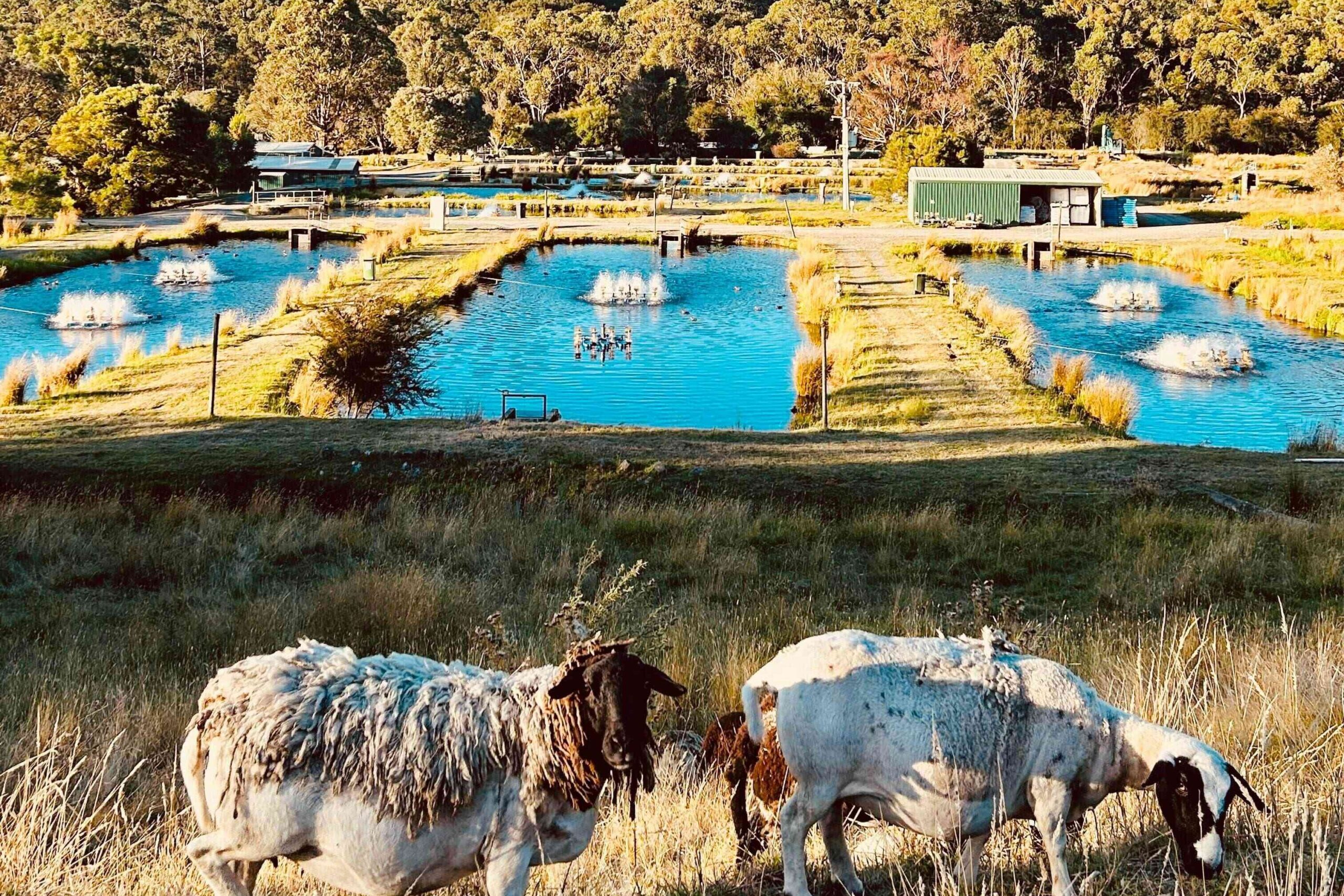 Ferme de saumon Australie