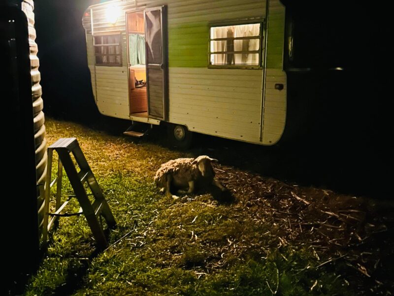 Ma caravane et mon chien de garde, ferme de saumon Australie 