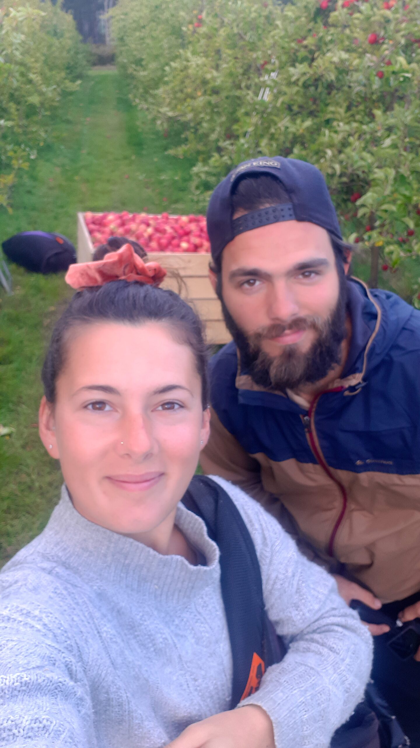 picking de pommes en Tasmanie