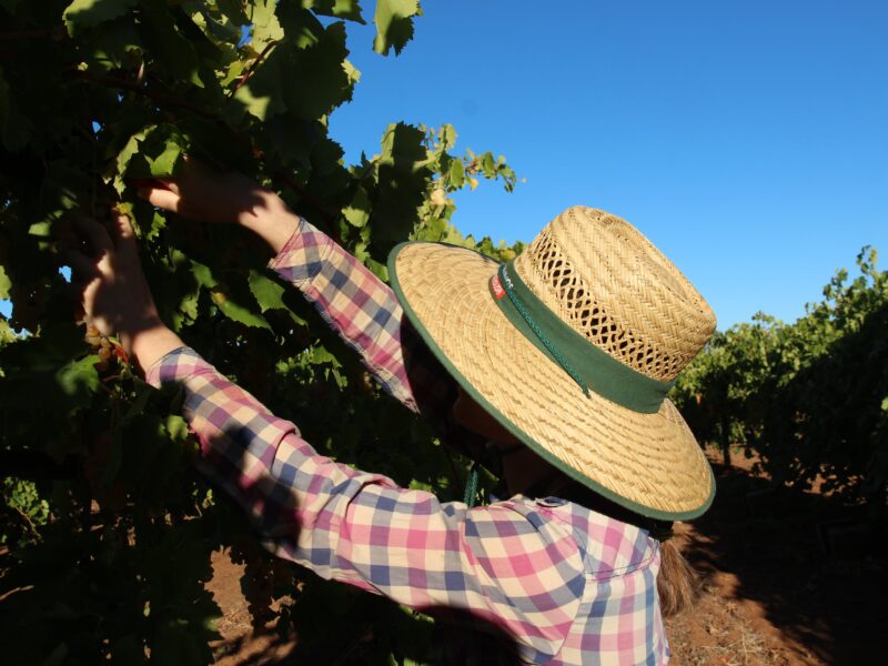 Trouver du travail en ferme en Australie : les erreurs à éviter