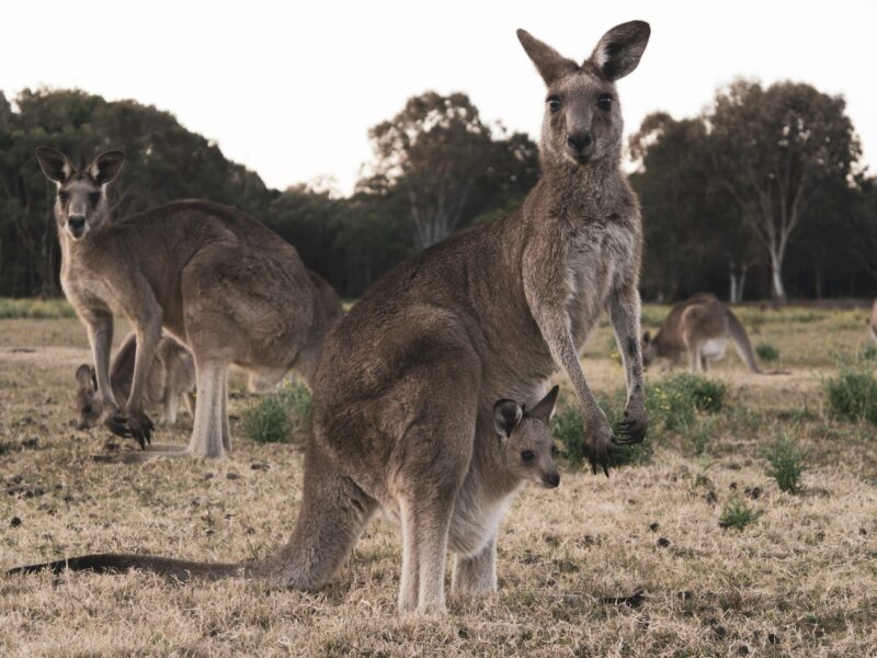 Meilleurs jobs en PVT Australie, refuges d'animaux, refuges de kangourous